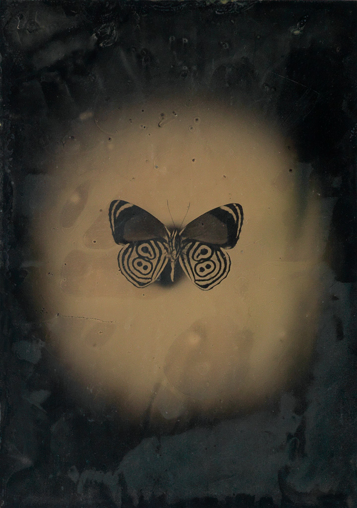 JAYNE HINDS BIDAUT (1965- ) Butterfly, Peru (Diaethria ethusa).